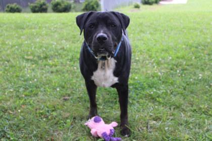 Enlarge Dex, a Adoptable mixed breed in Kansas City, MO image 1/3