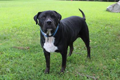 Enlarge Dex, a Adoptable mixed breed in Kansas City, MO image 2/3