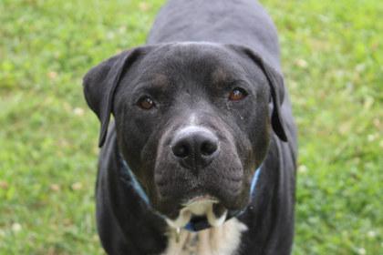 Enlarge Dex, a Adoptable mixed breed in Kansas City, MO image 3/3