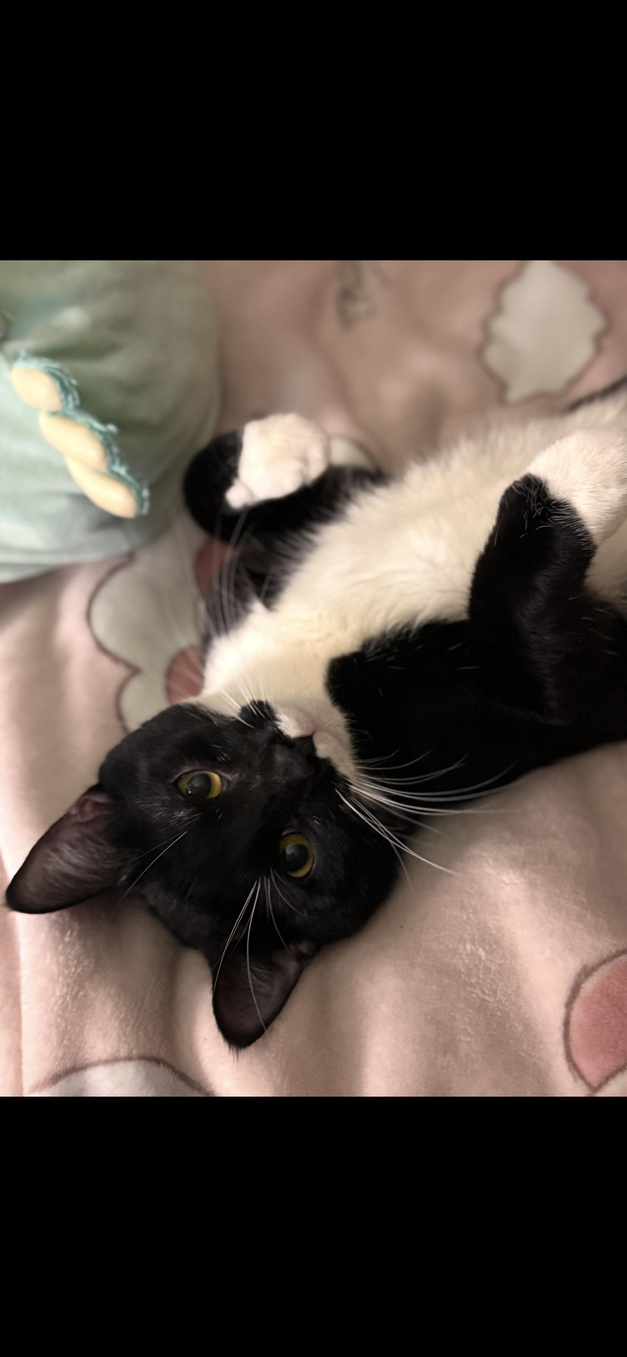 Enlarge Benjamin , a ADOPTABLE Domestic Short Hair in Dyersburg, TN image 4/5