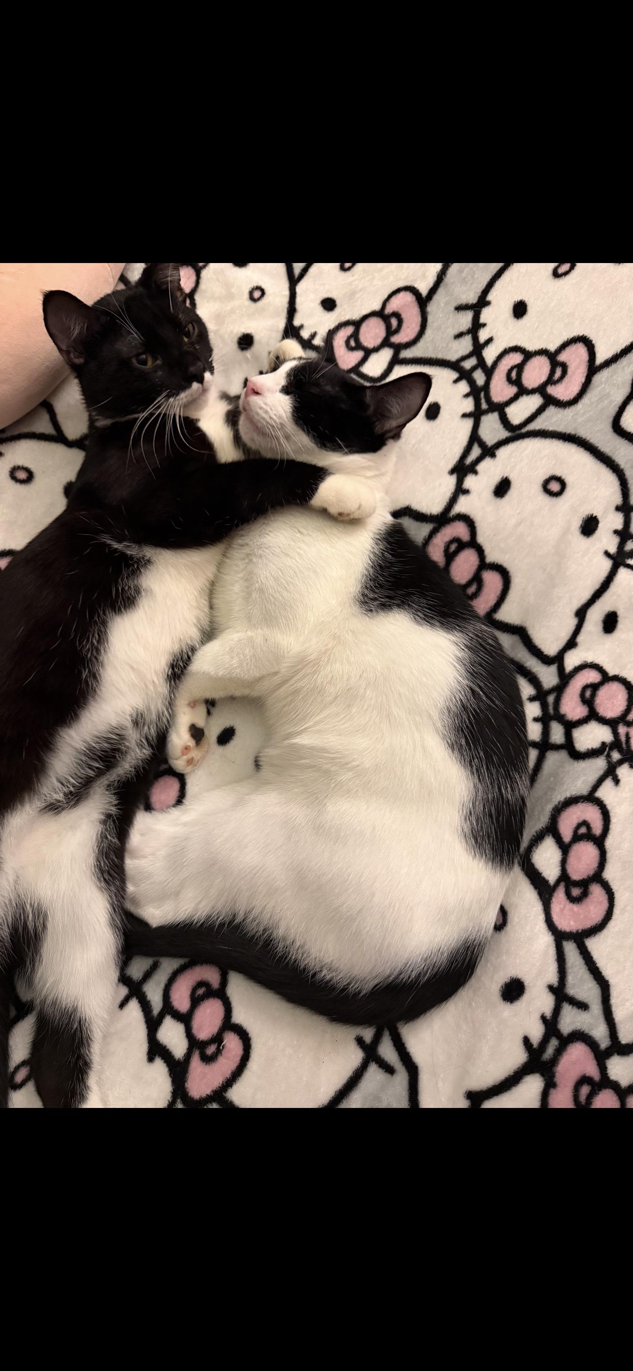 Enlarge Benjamin , a ADOPTABLE Domestic Short Hair in Dyersburg, TN image 5/5