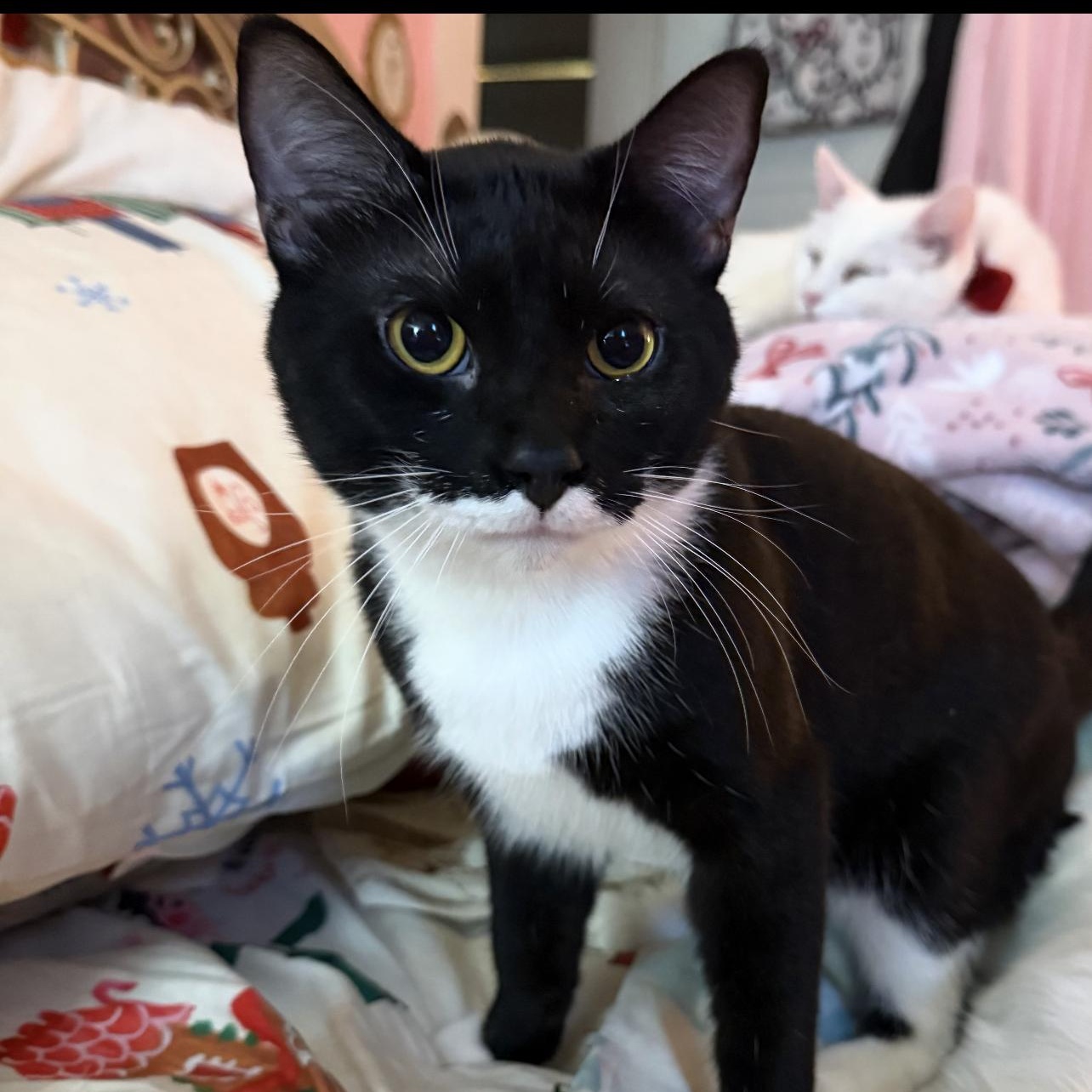 Enlarge Benjamin , a ADOPTABLE Domestic Short Hair in Dyersburg, TN image 1/5