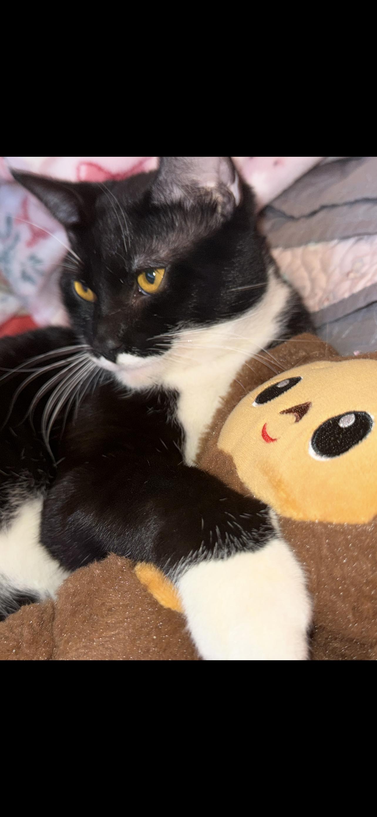 Enlarge Benjamin , a ADOPTABLE Domestic Short Hair in Dyersburg, TN image 2/5