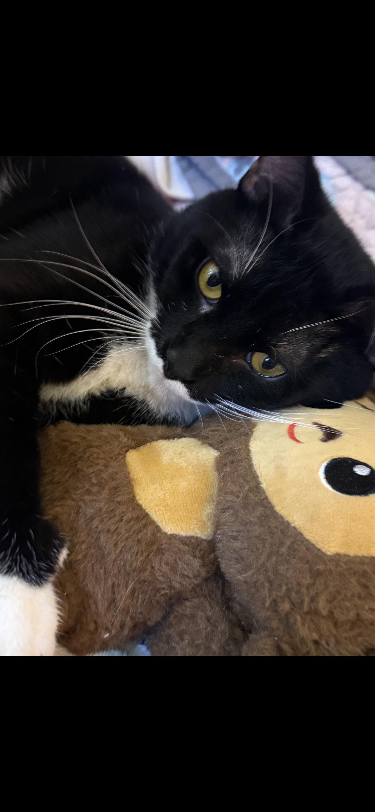 Enlarge Benjamin , a ADOPTABLE Domestic Short Hair in Dyersburg, TN image 3/5