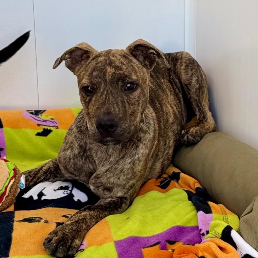 Enlarge Sampson, a Adoptable mixed breed in Green Bay, WI image 1/6