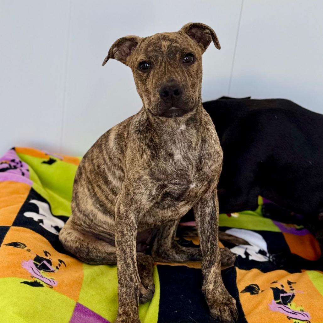 Enlarge Sampson, a Adoptable mixed breed in Green Bay, WI image 2/6