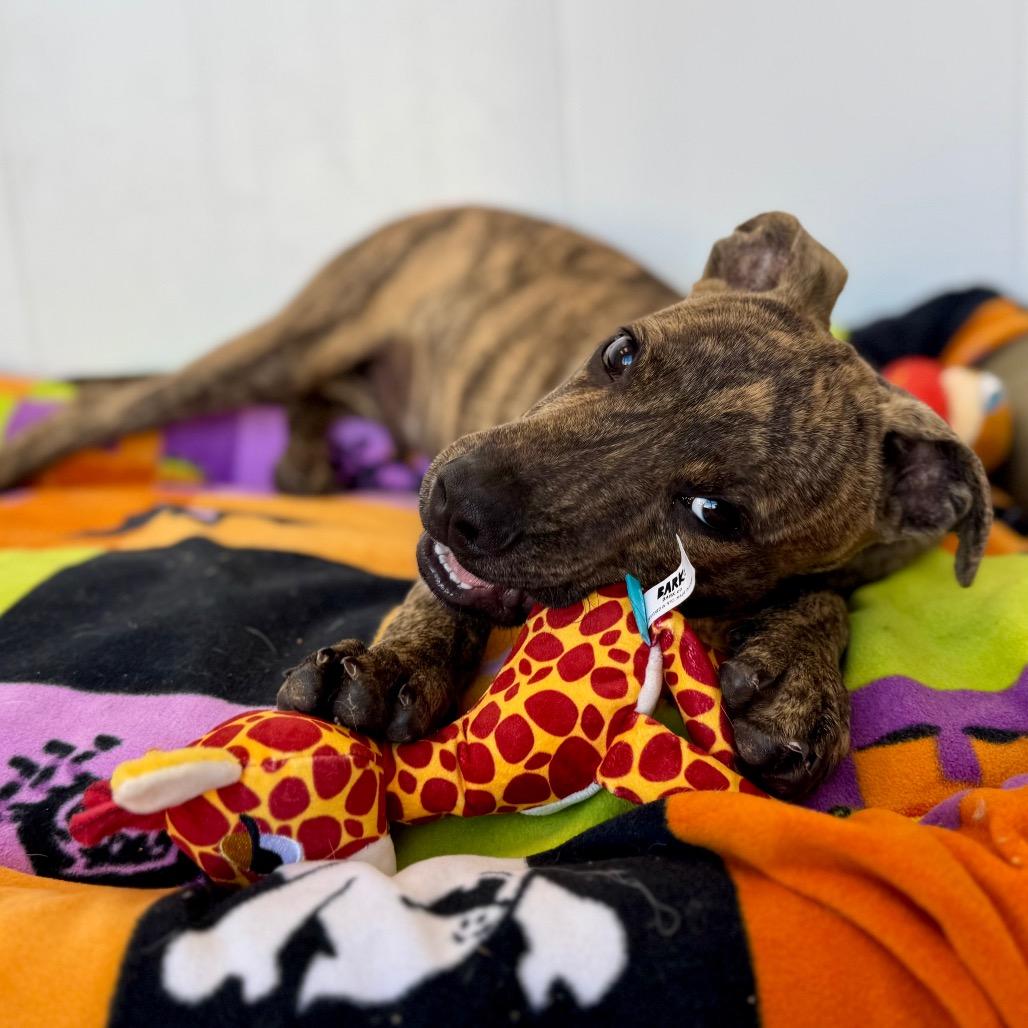 Enlarge Sampson, a Adoptable mixed breed in Green Bay, WI image 3/6