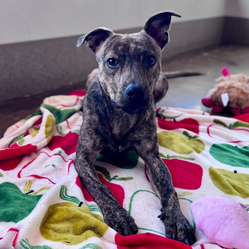 Enlarge Sampson, a Adoptable mixed breed in Green Bay, WI image 4/6