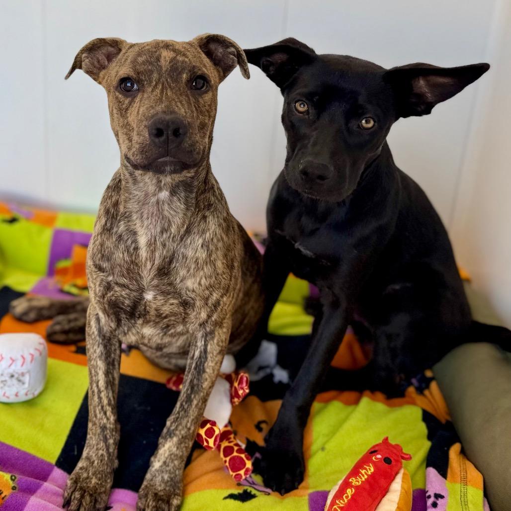 Enlarge Sampson, a Adoptable mixed breed in Green Bay, WI image 5/6