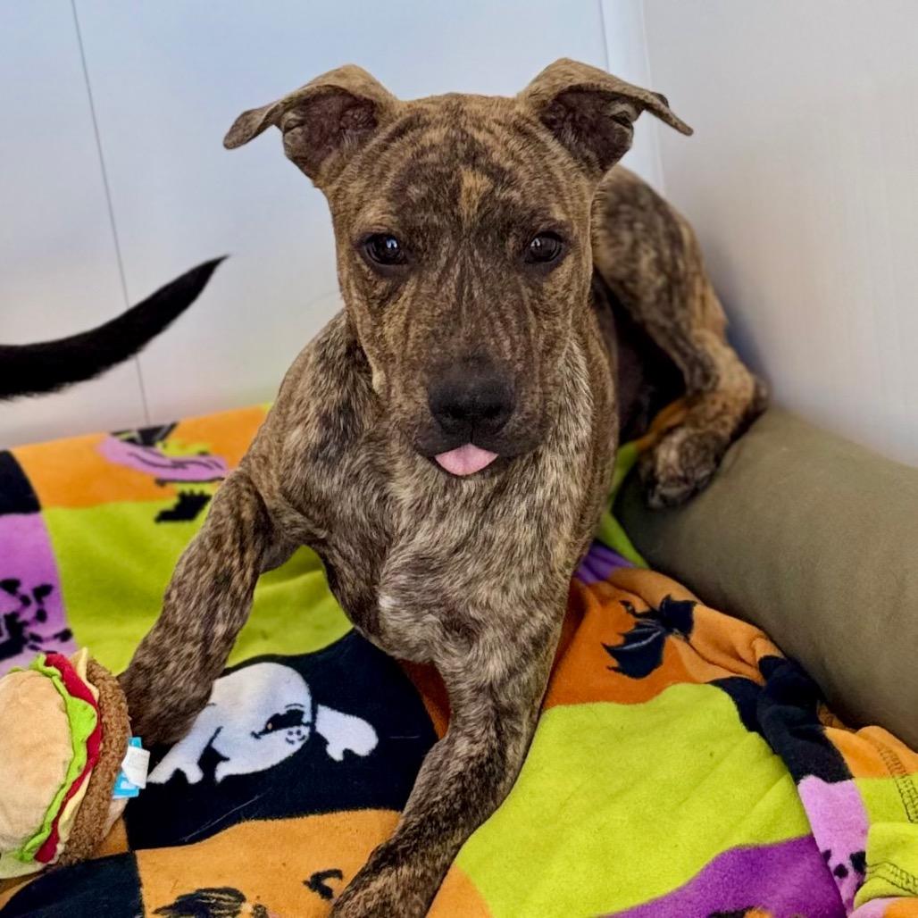 Enlarge Sampson, a Adoptable mixed breed in Green Bay, WI image 6/6