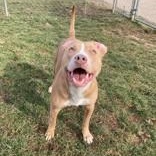 Spudette thumbnail 3