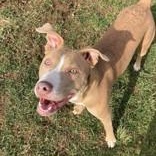 Spudette thumbnail 4