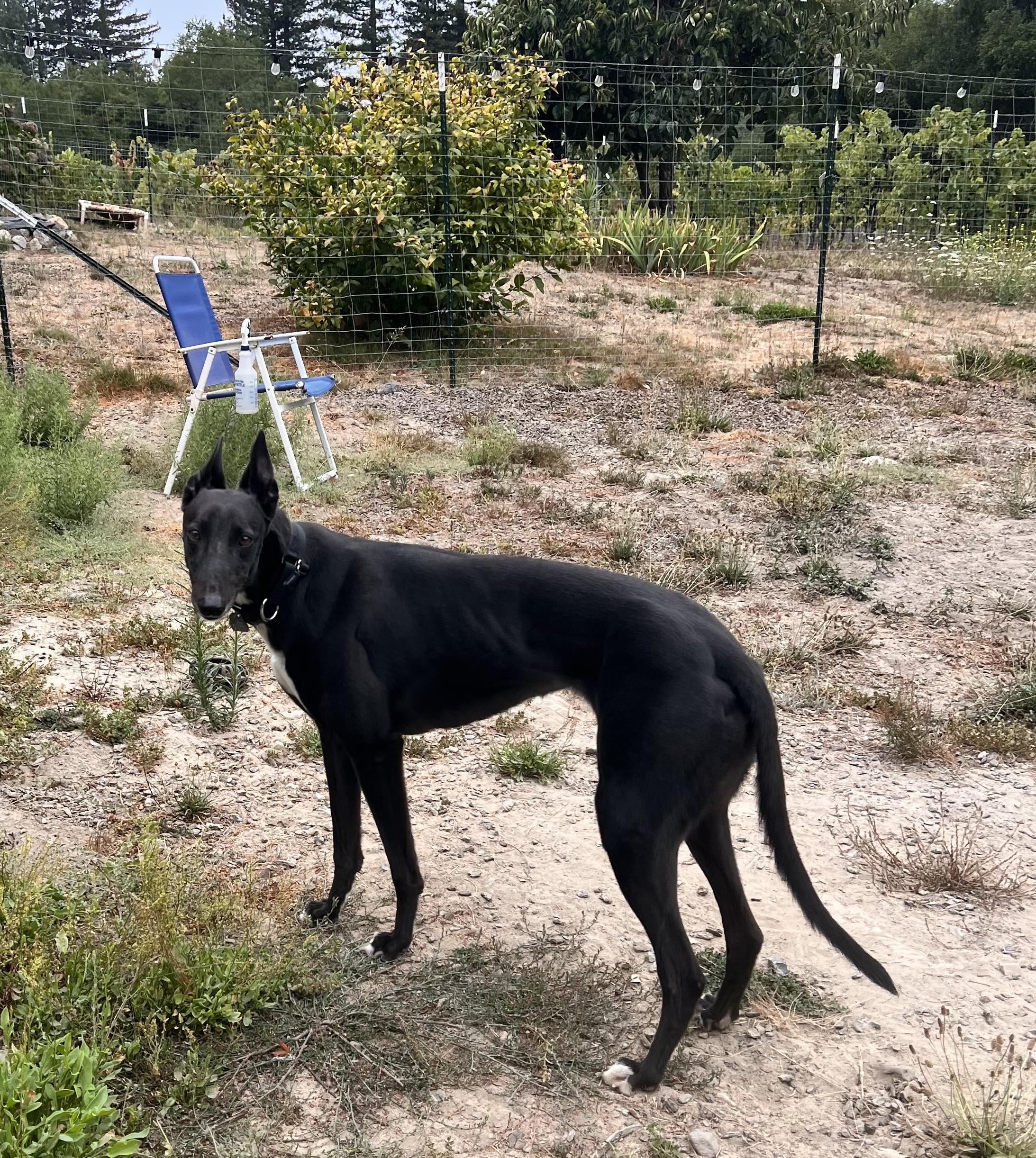 Lizzie, ADOPTABLE, Adult Female Greyhound.