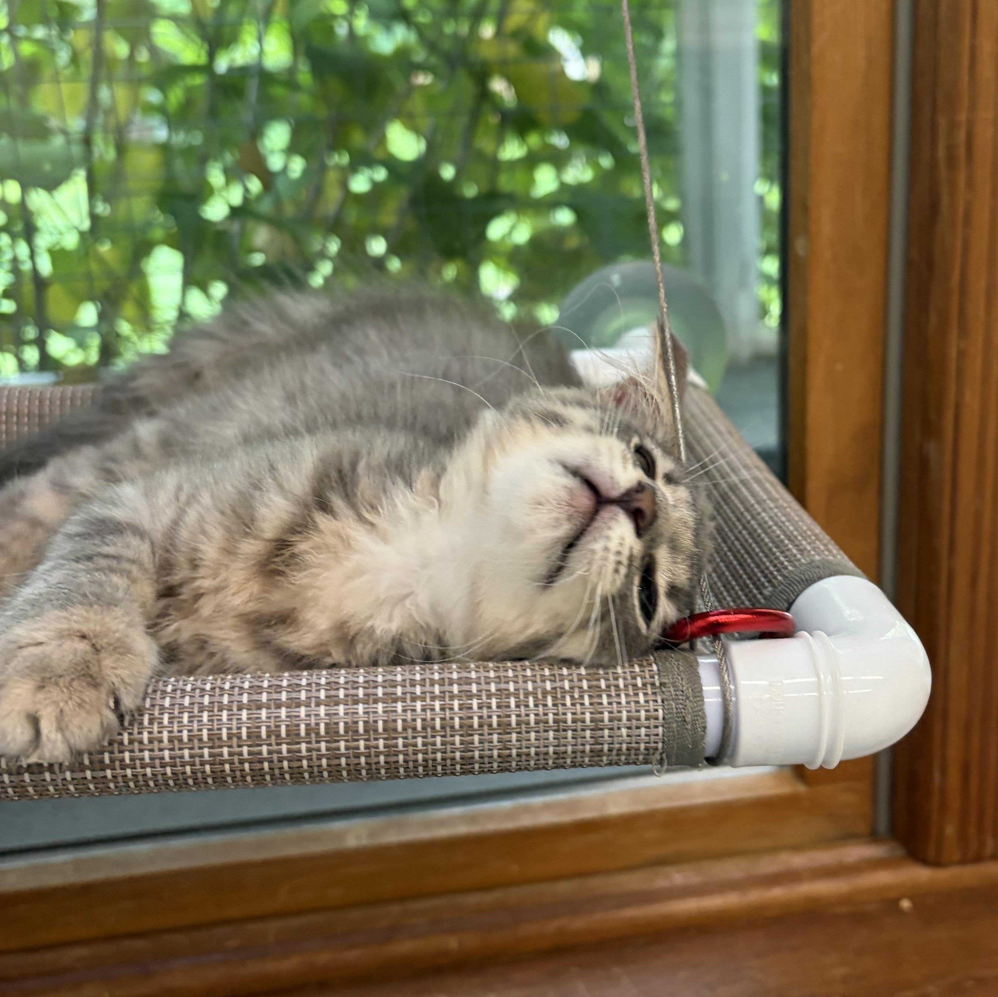 Enlarge Tigger, an adopted Domestic Medium Hair in AQUEBOGUE, NY image 3/6