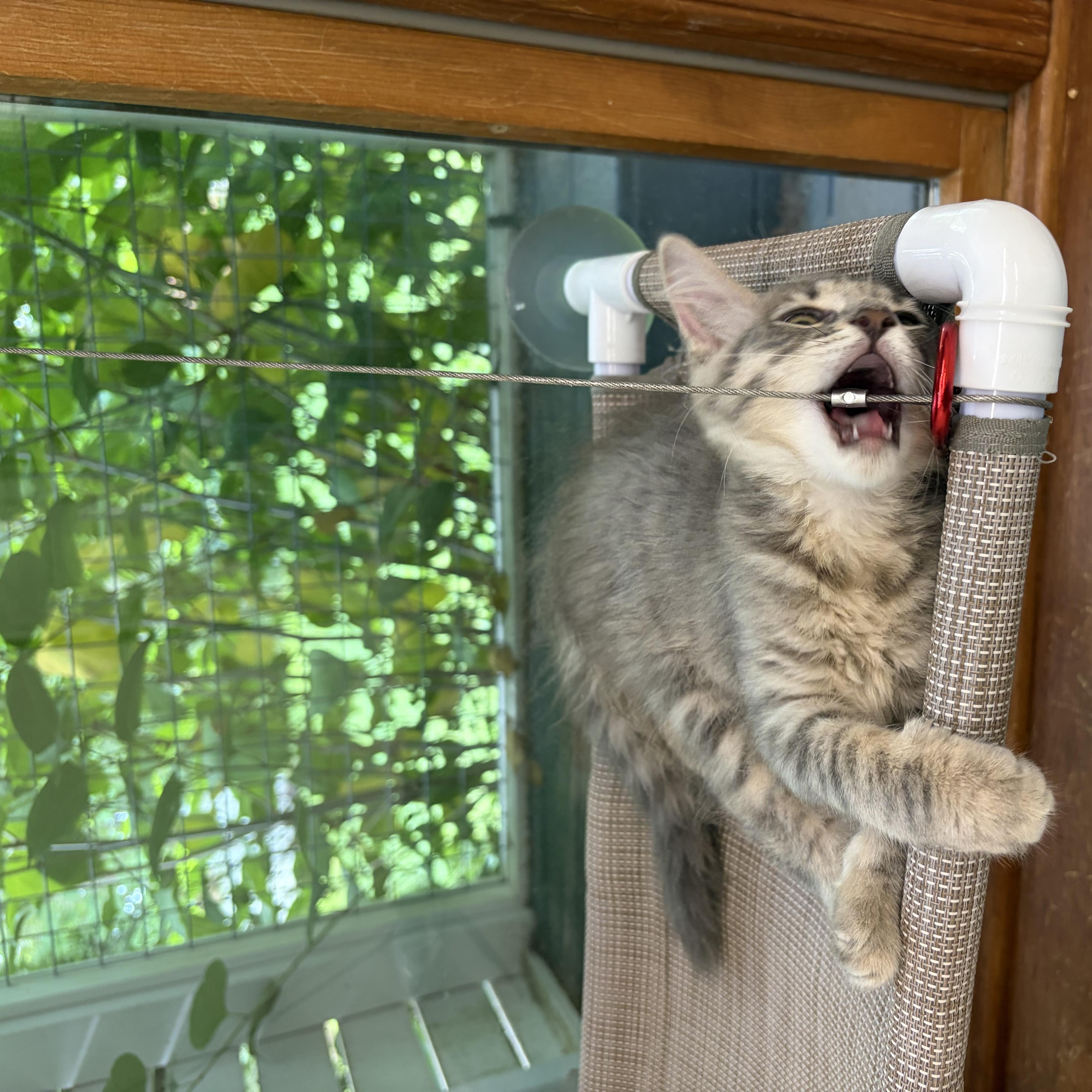 Enlarge Tigger, an adopted Domestic Medium Hair in AQUEBOGUE, NY image 4/6