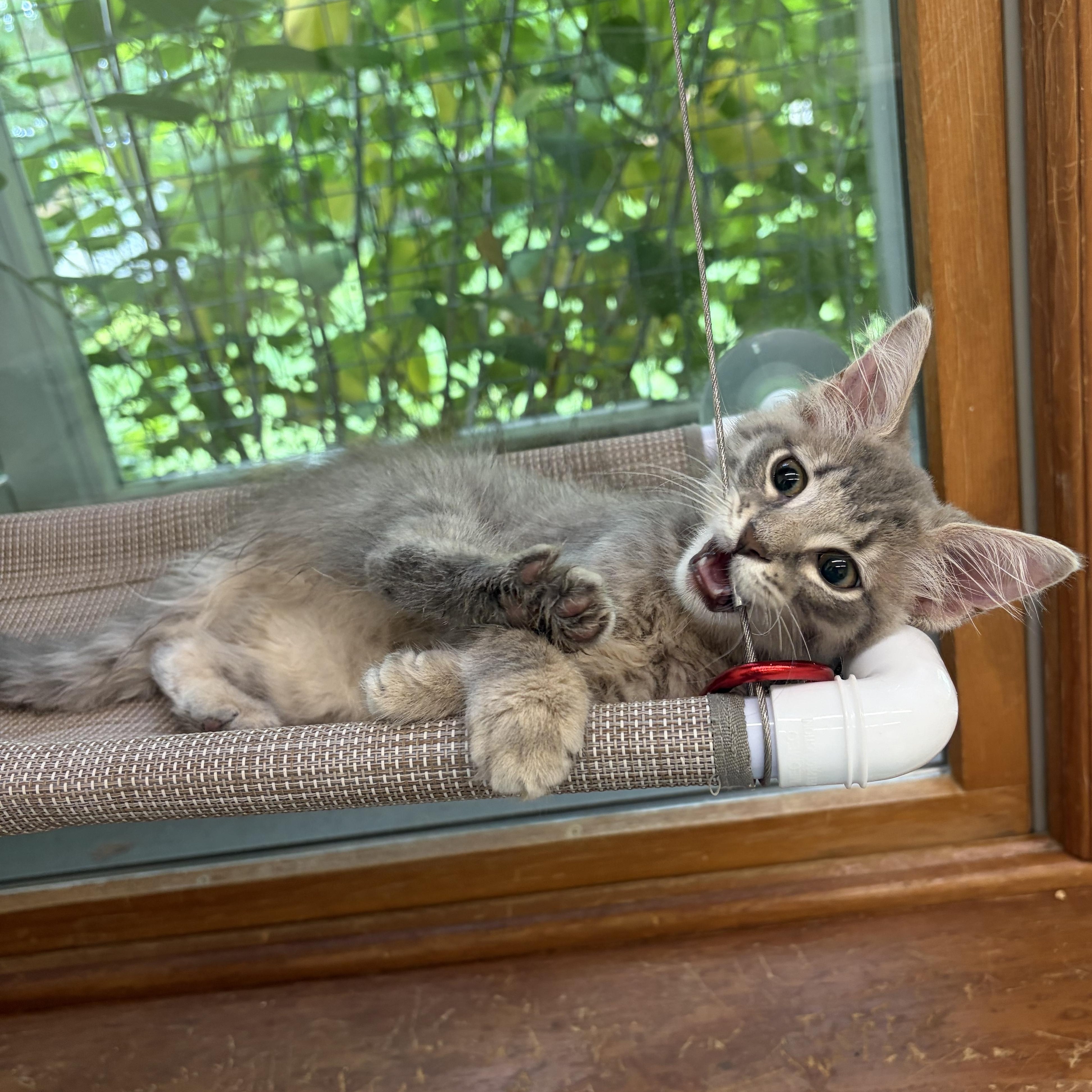 Enlarge Tigger, an adopted Domestic Medium Hair in AQUEBOGUE, NY image 2/6