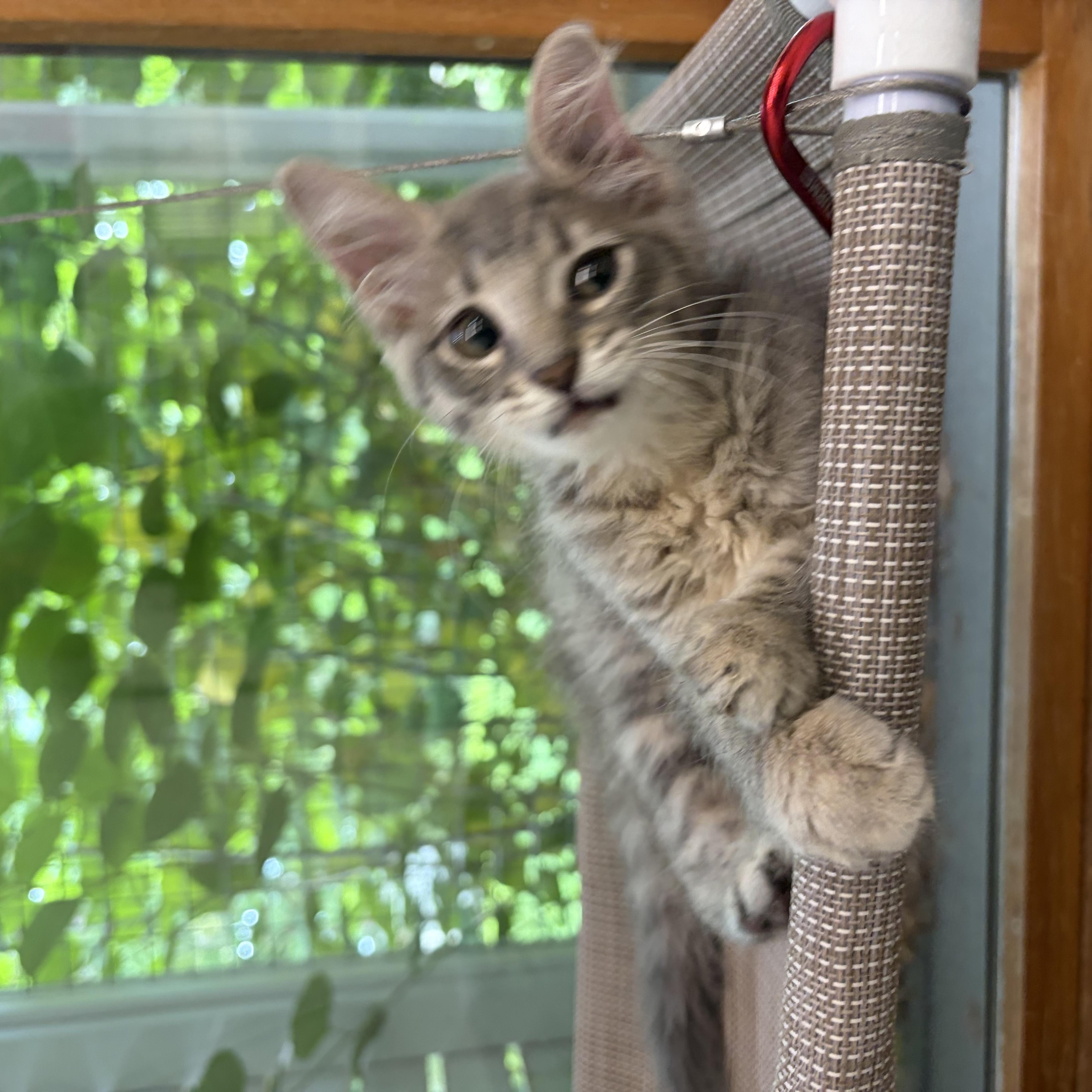 Enlarge Tigger, an adopted Domestic Medium Hair in AQUEBOGUE, NY image 6/6