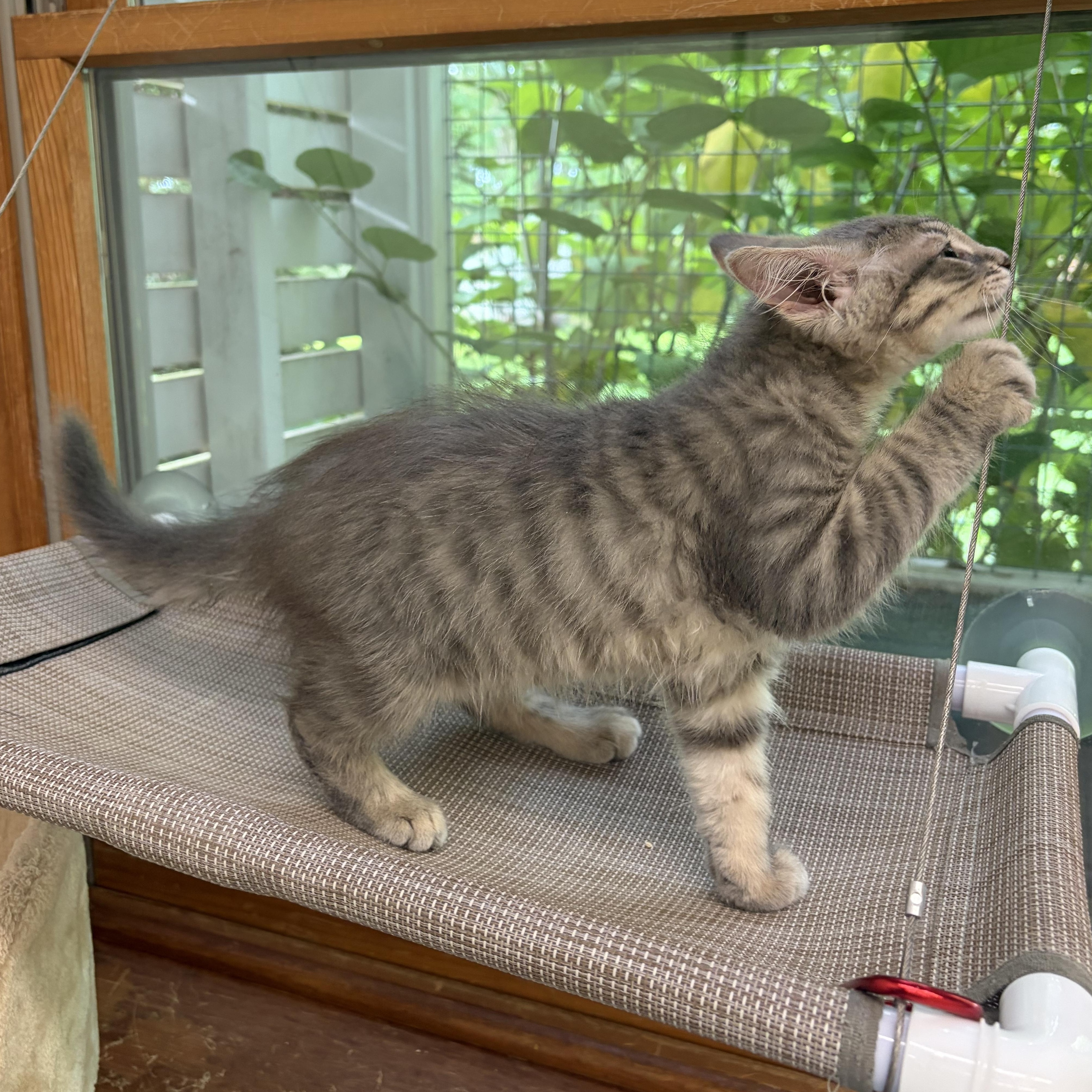 Enlarge Tigger, an adopted Domestic Medium Hair in AQUEBOGUE, NY image 5/6