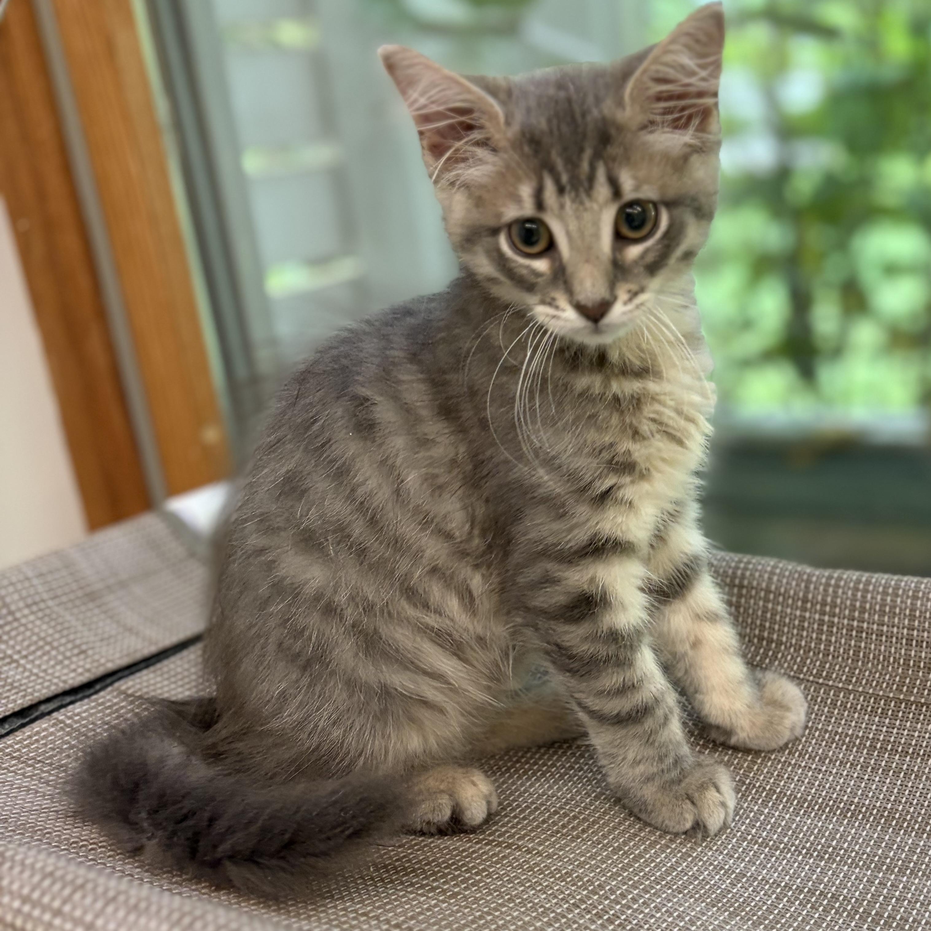 Enlarge Tigger, an adopted Domestic Medium Hair in AQUEBOGUE, NY image 1/6