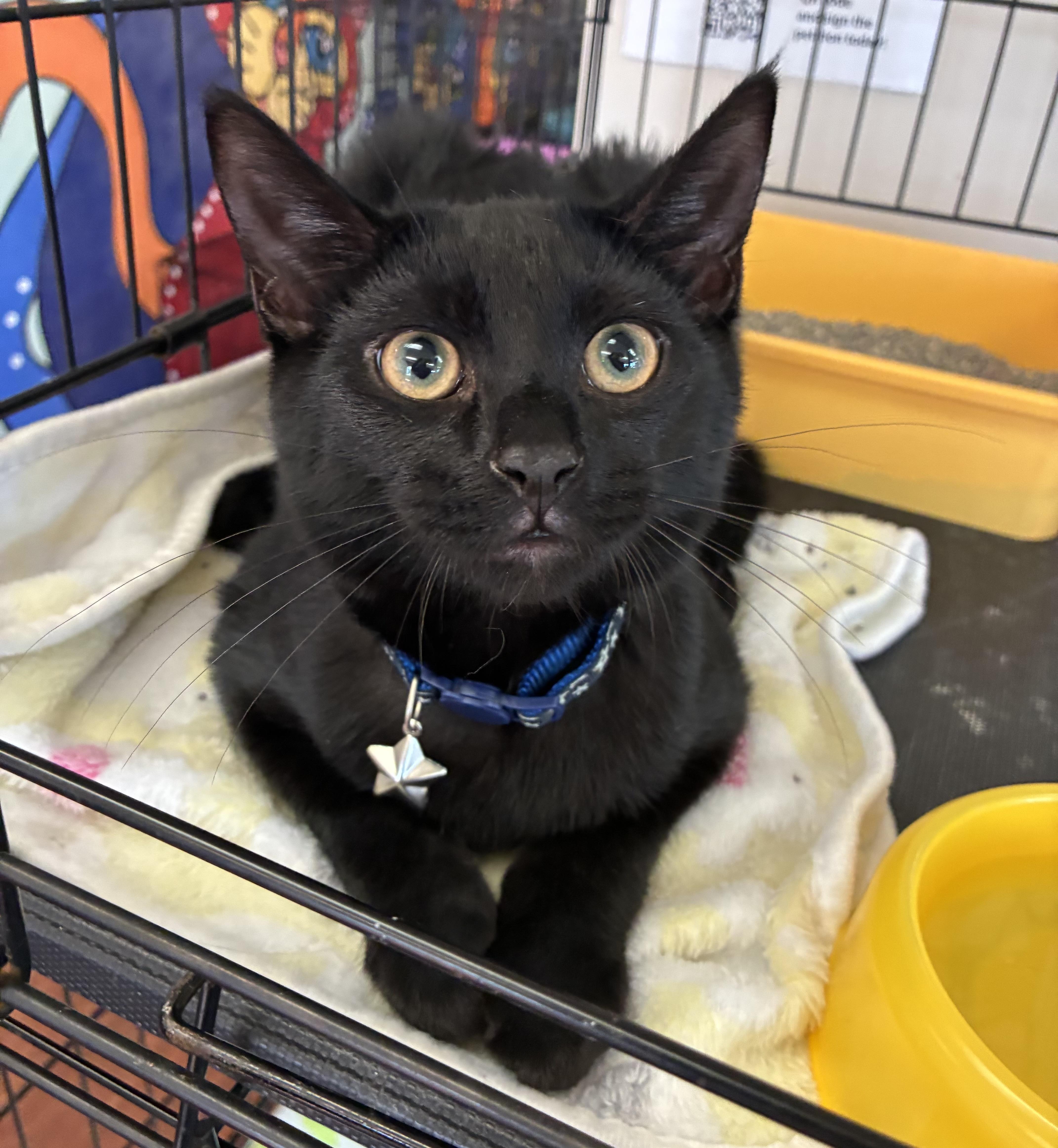 Enlarge Kodiak, a ADOPTABLE Domestic Short Hair in Breinigsville, PA image 1/3