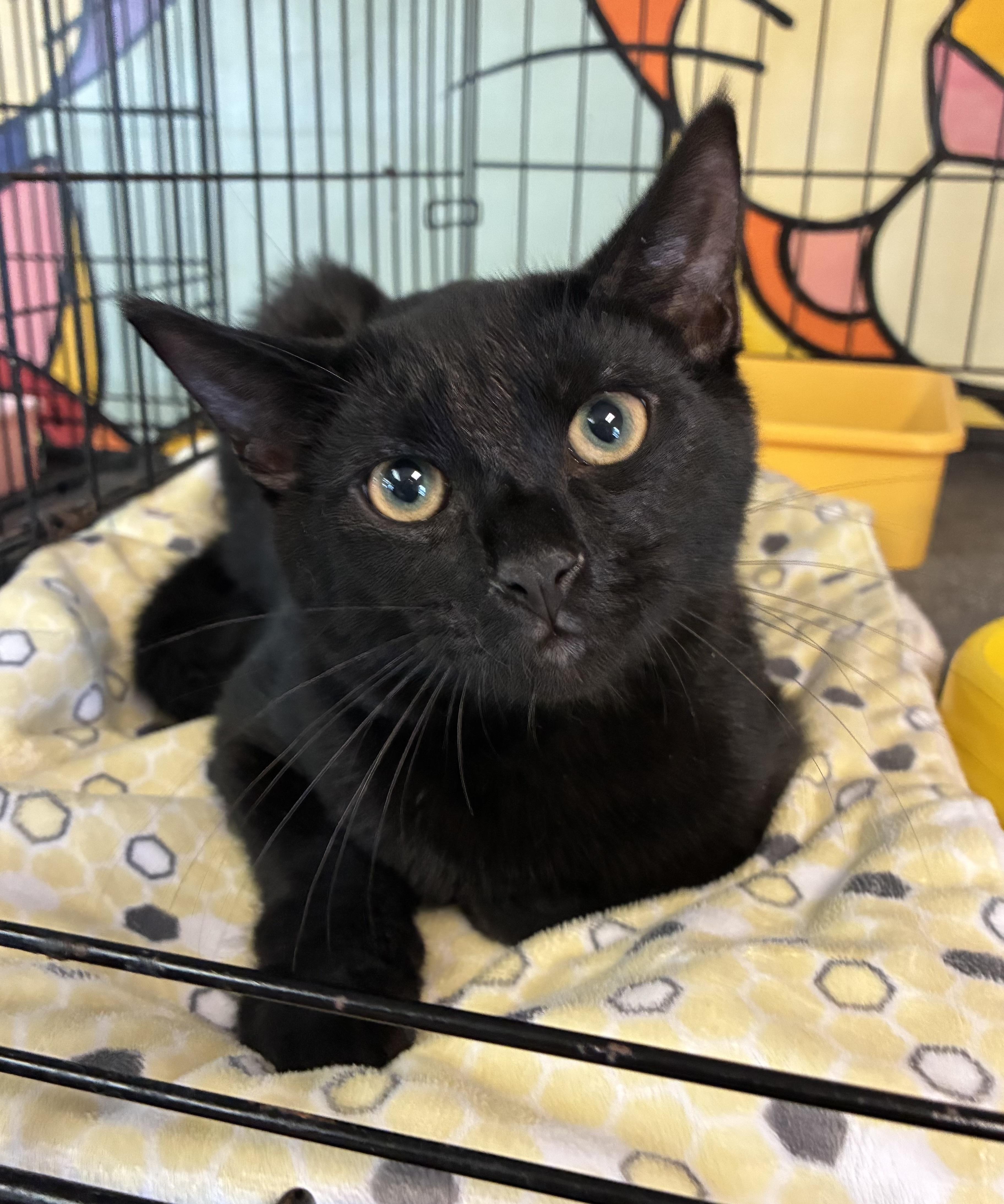 Enlarge Kodiak, a ADOPTABLE Domestic Short Hair in Breinigsville, PA image 2/3