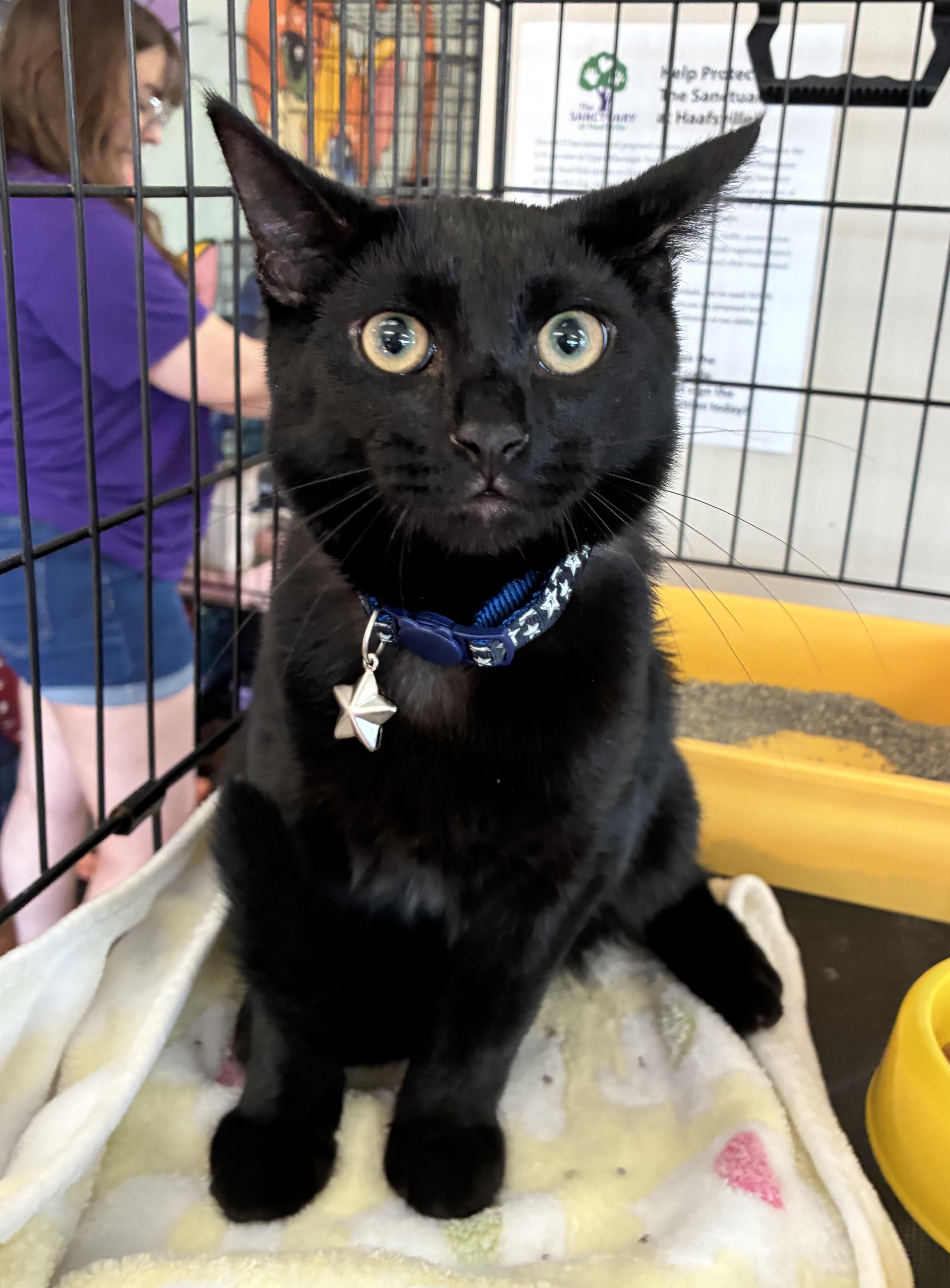 Enlarge Kodiak, a ADOPTABLE Domestic Short Hair in Breinigsville, PA image 3/3
