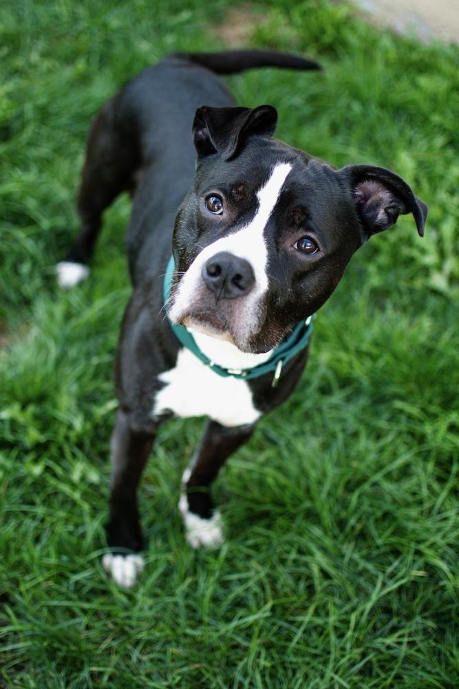 Hustle, Adoptable, Adult Male Pit Bull Terrier.