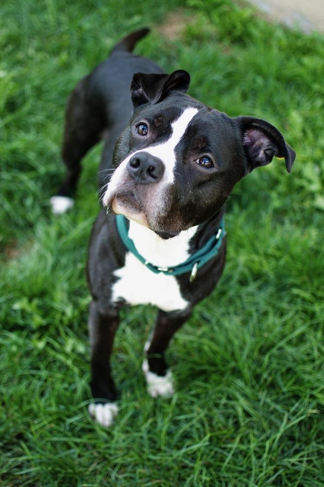 Enlarge Hustle, a Adoptable mixed breed in Frankfort, NY image 2/4