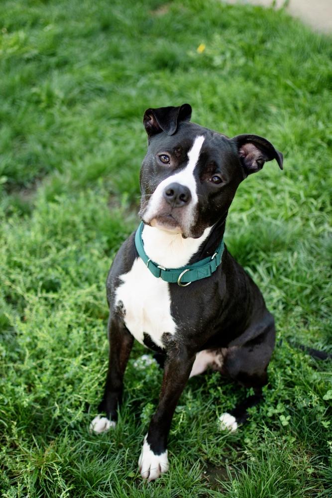 Enlarge Hustle, a Adoptable mixed breed in Frankfort, NY image 3/4
