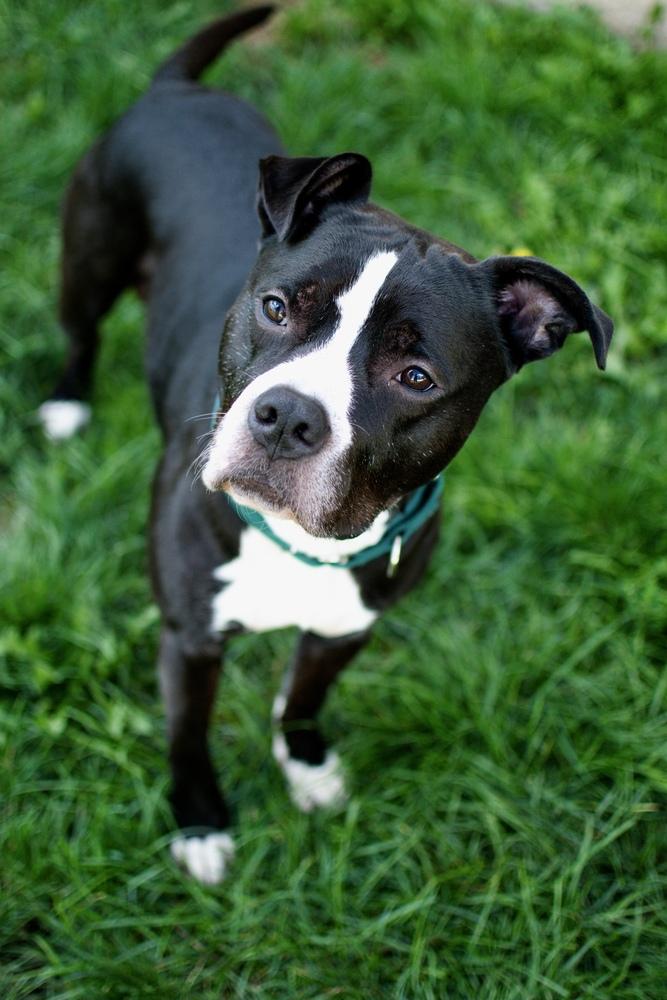 Enlarge Hustle, a Adoptable mixed breed in Frankfort, NY image 4/4