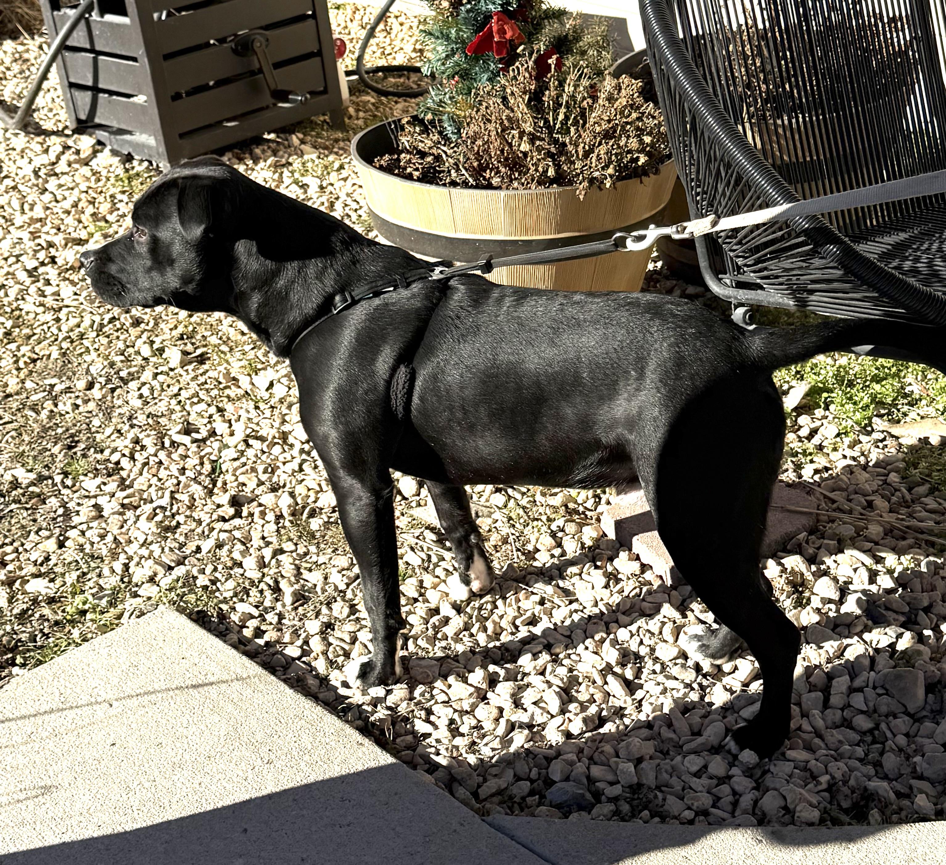 Moses, Adoptable, Young Male American Staffordshire Terrier.