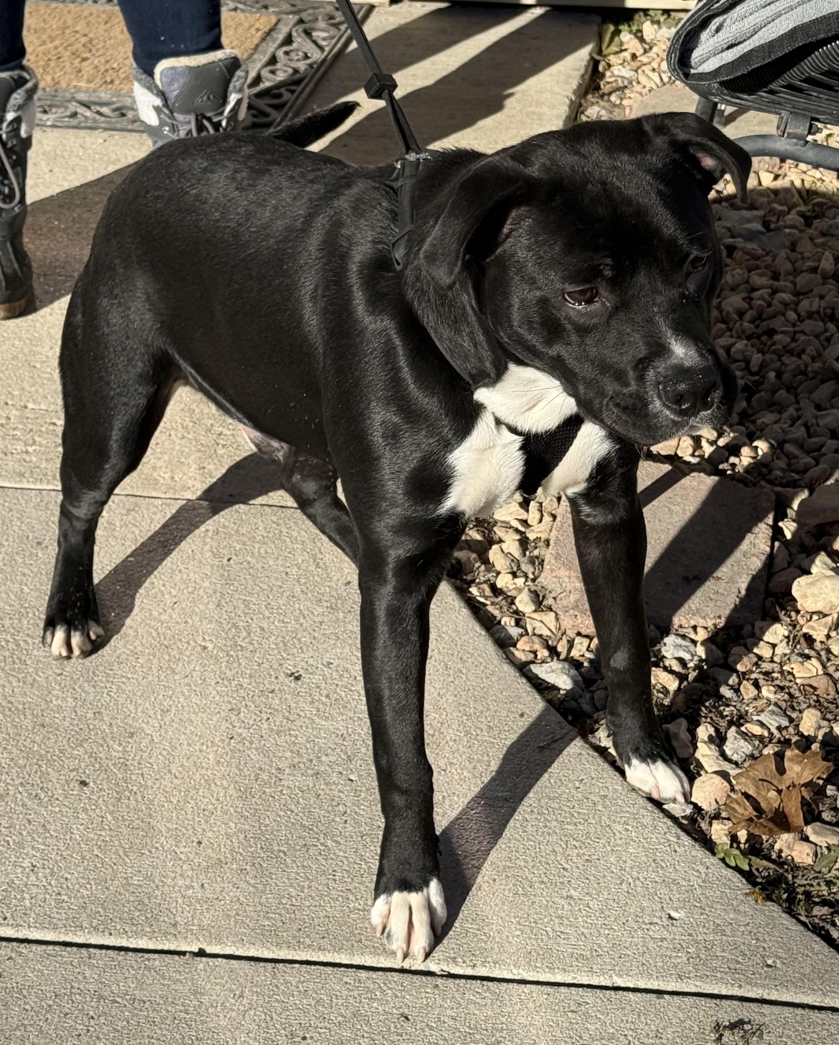 Moses, a Adoptable American Staffordshire Terrier in Bella Vista, AR image 3/3