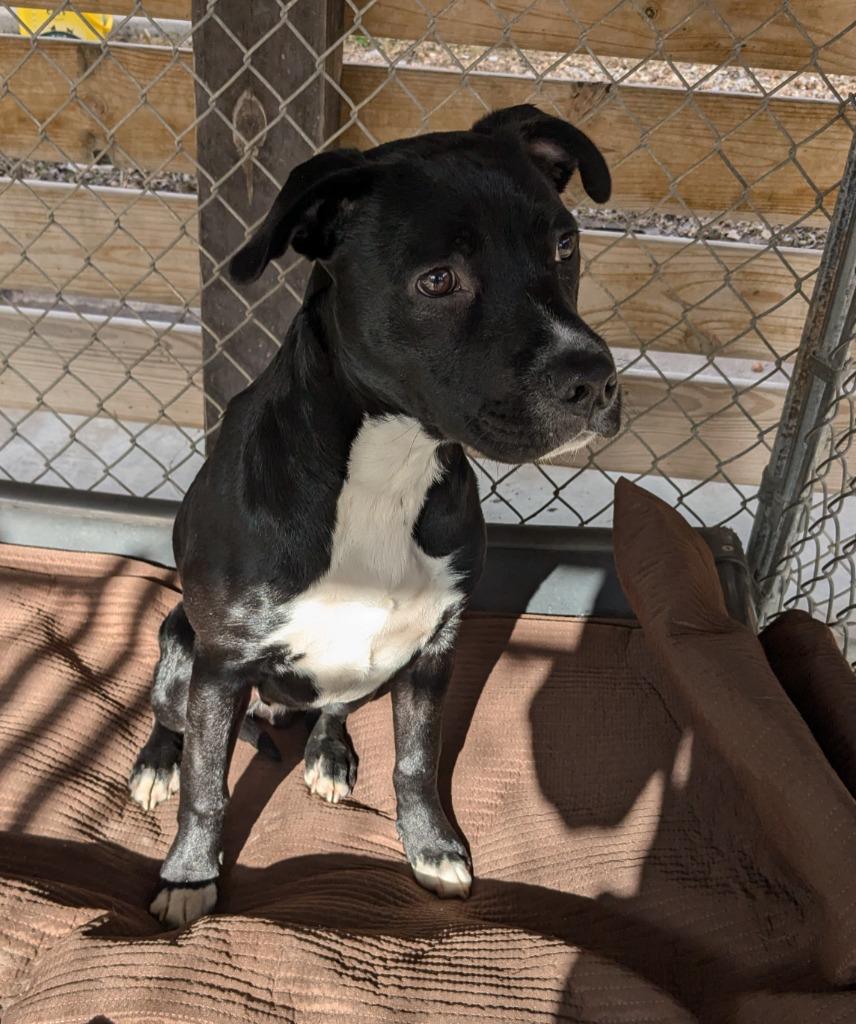 Moses, a Adoptable American Staffordshire Terrier in Bella Vista, AR image 1/3