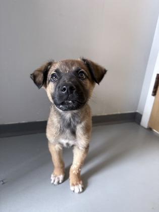 Enlarge Crowley 51723, an adopted Mixed Breed in Oklahoma City, OK image 1/2