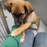 Enlarge Crowley 51723, an adopted Mixed Breed in Oklahoma City, OK image 2/2