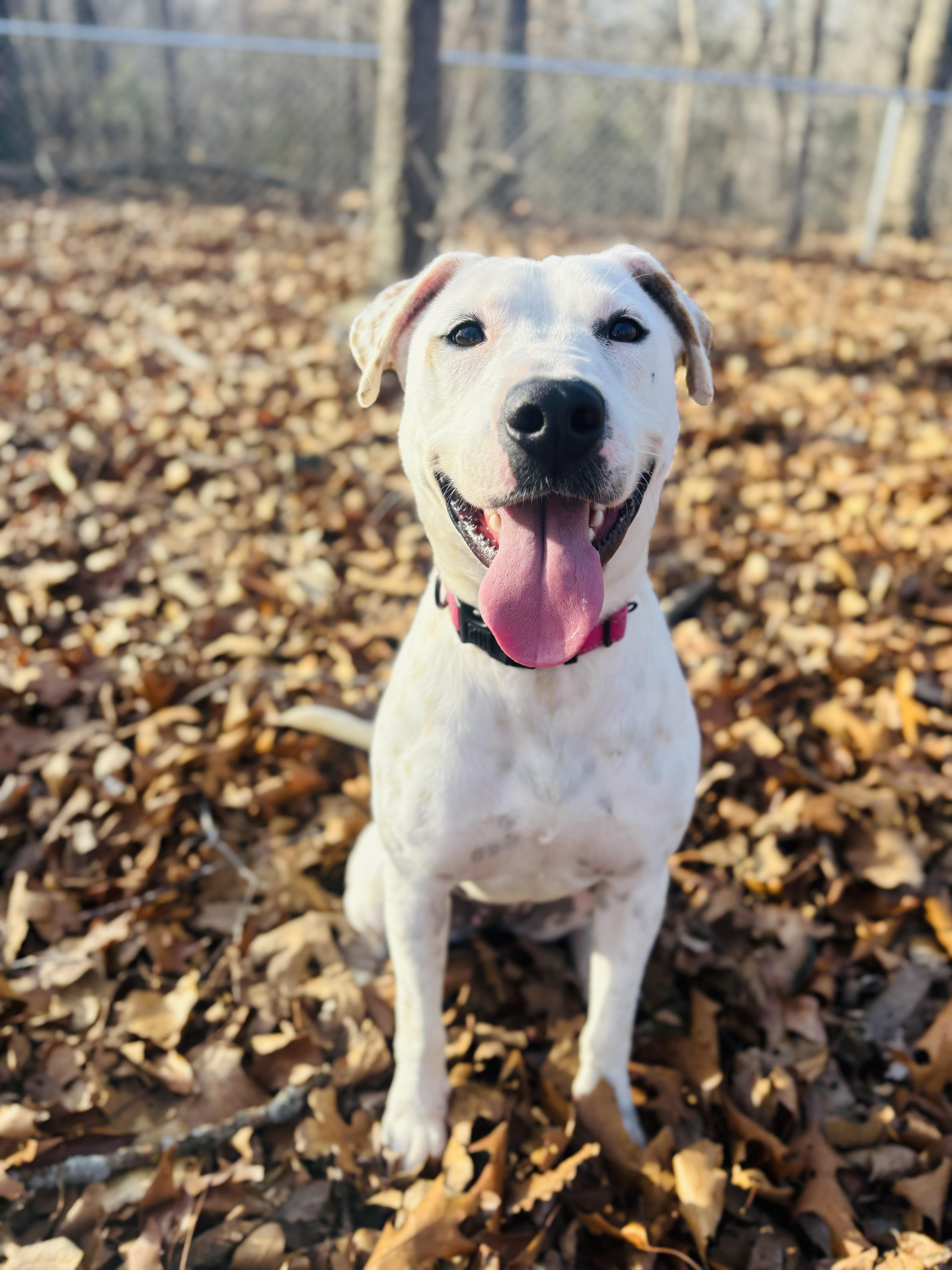 Enlarge Phoebe, a Adoptable mixed breed in Rogers, AR image 1/2