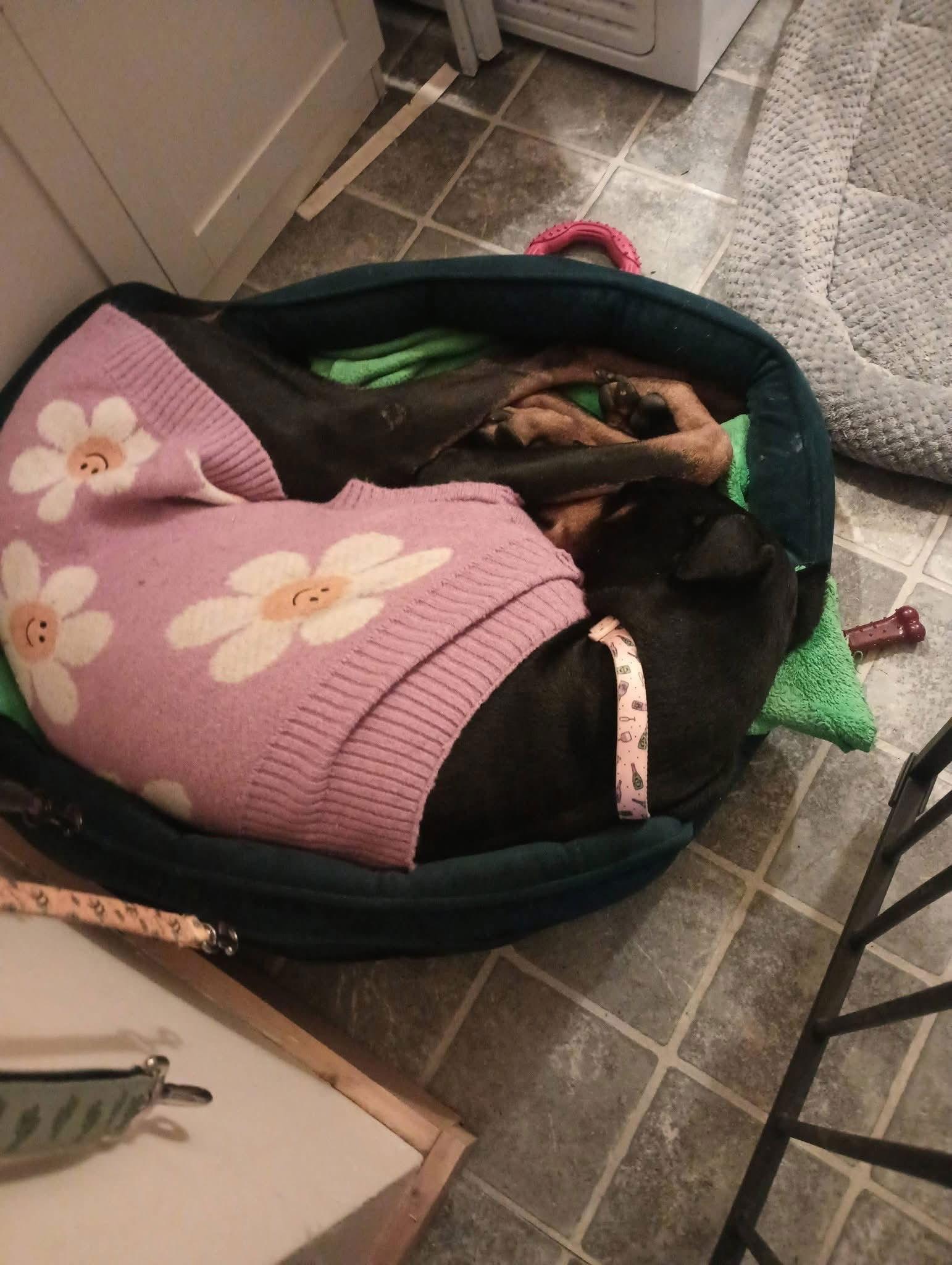 Enlarge Roo, a Adoptable Doberman Pinscher in New London, WI image 1/3