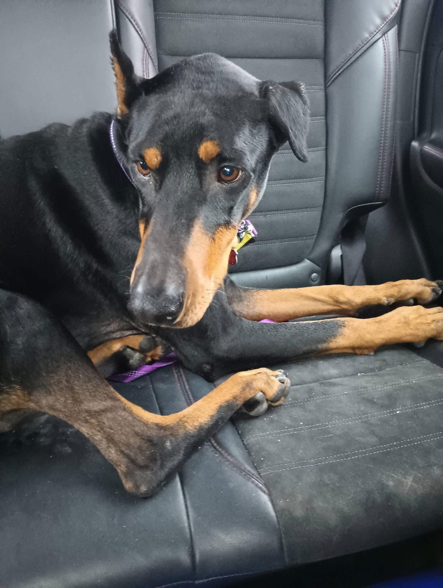 Roo, Adoptable, Adult Female Doberman Pinscher.