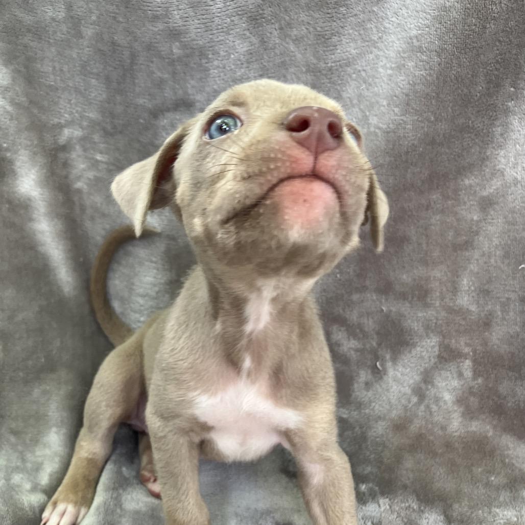 Lady Freedom Snorkelsworth, Adoptable, Puppy Female Mixed Breed.