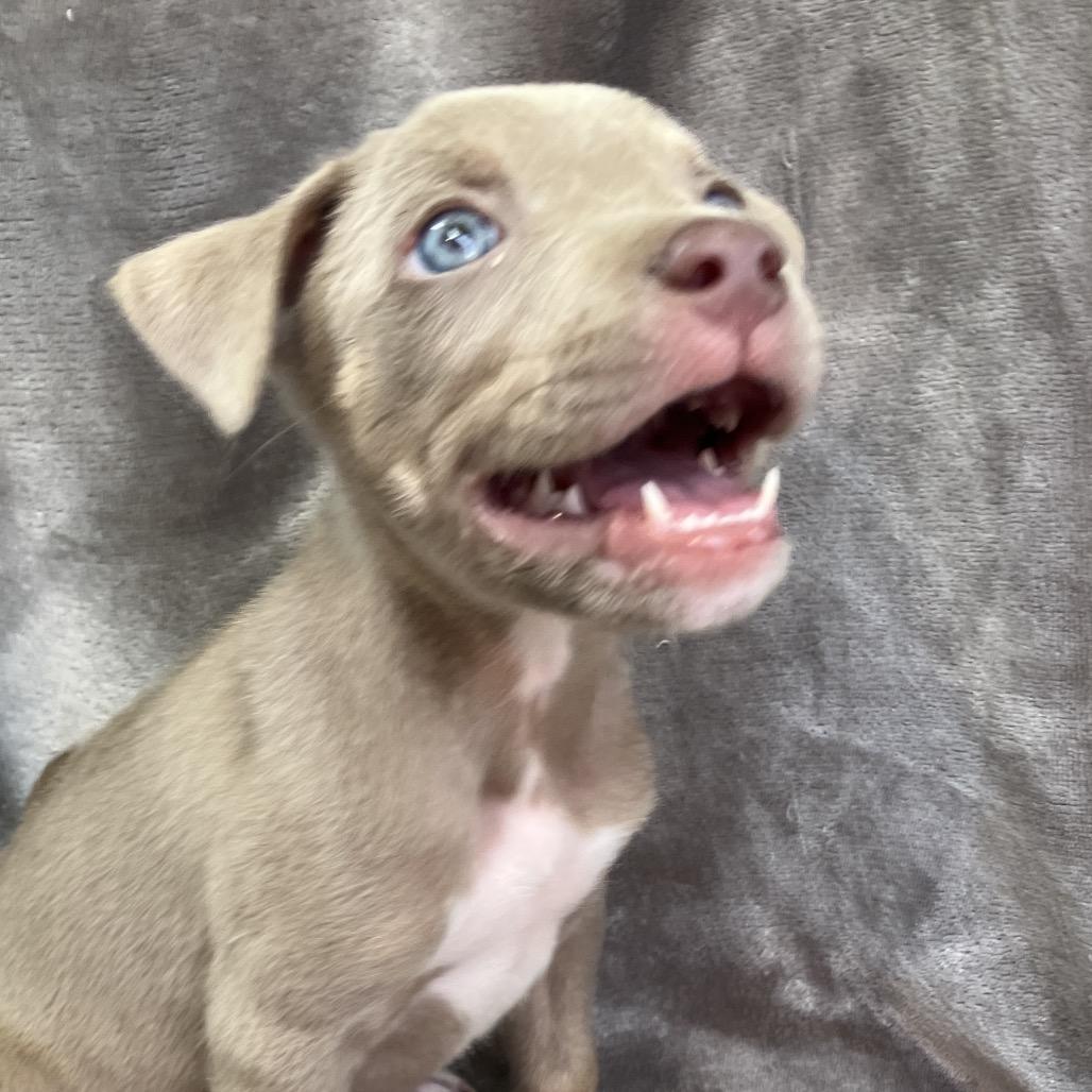 Lady Freedom Snorkelsworth, a Adoptable Mixed Breed in Pulaski, TN image 3/6