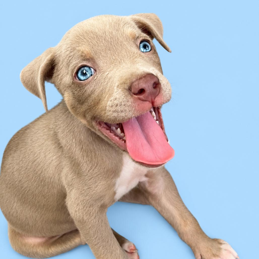 Lady Freedom Snorkelsworth, a Adoptable Mixed Breed in Pulaski, TN image 4/6