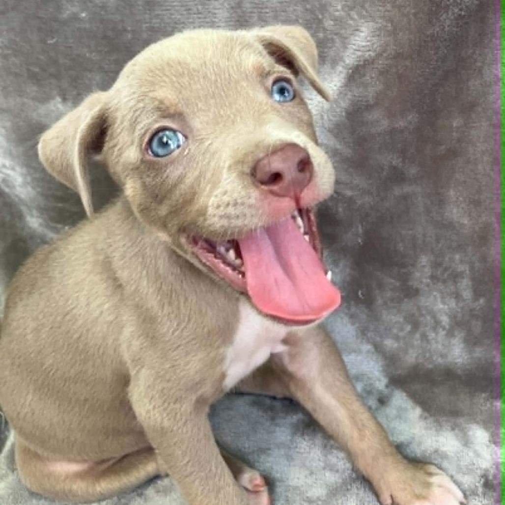 Lady Freedom Snorkelsworth, a Adoptable Mixed Breed in Pulaski, TN image 5/6