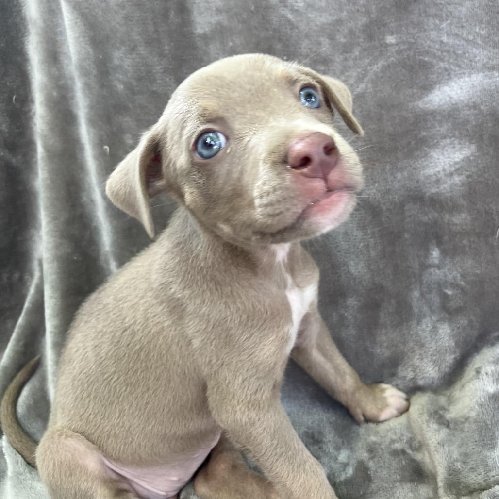 Lady Freedom Snorkelsworth, a Adoptable Mixed Breed in Pulaski, TN image 6/6