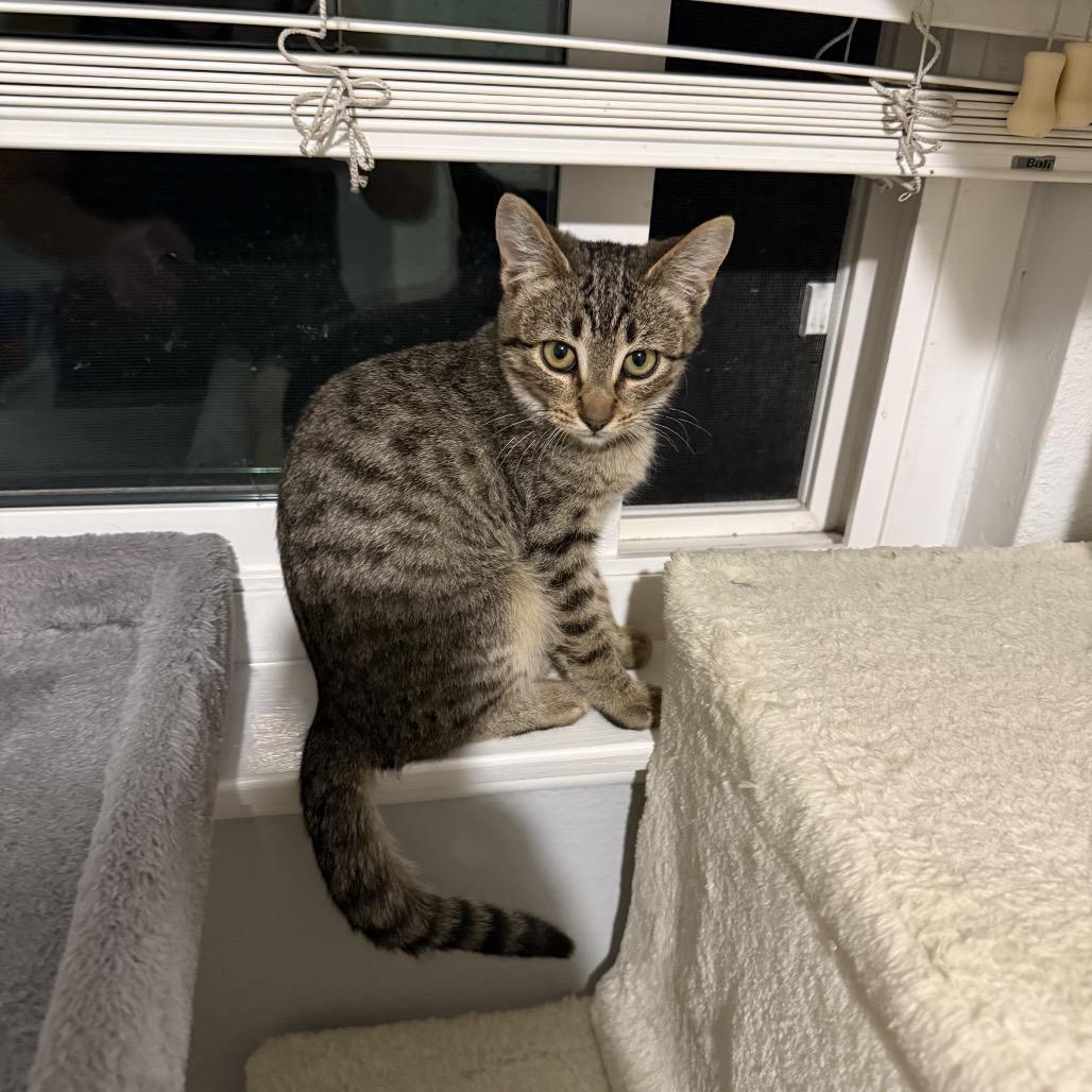 Nutmeg, a Adoptable Domestic Short Hair in Tustin, CA image 1/3