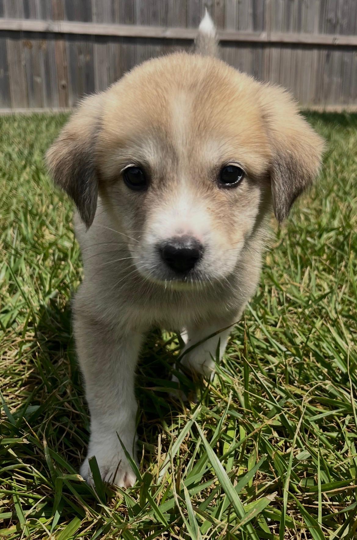 Mushroom, an adopted mixed breed in Spring hill, TN image 3/5