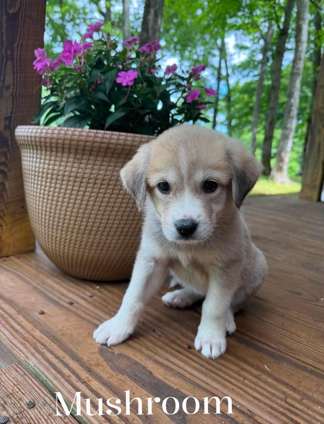 Mushroom, an adopted mixed breed in Spring hill, TN image 5/5