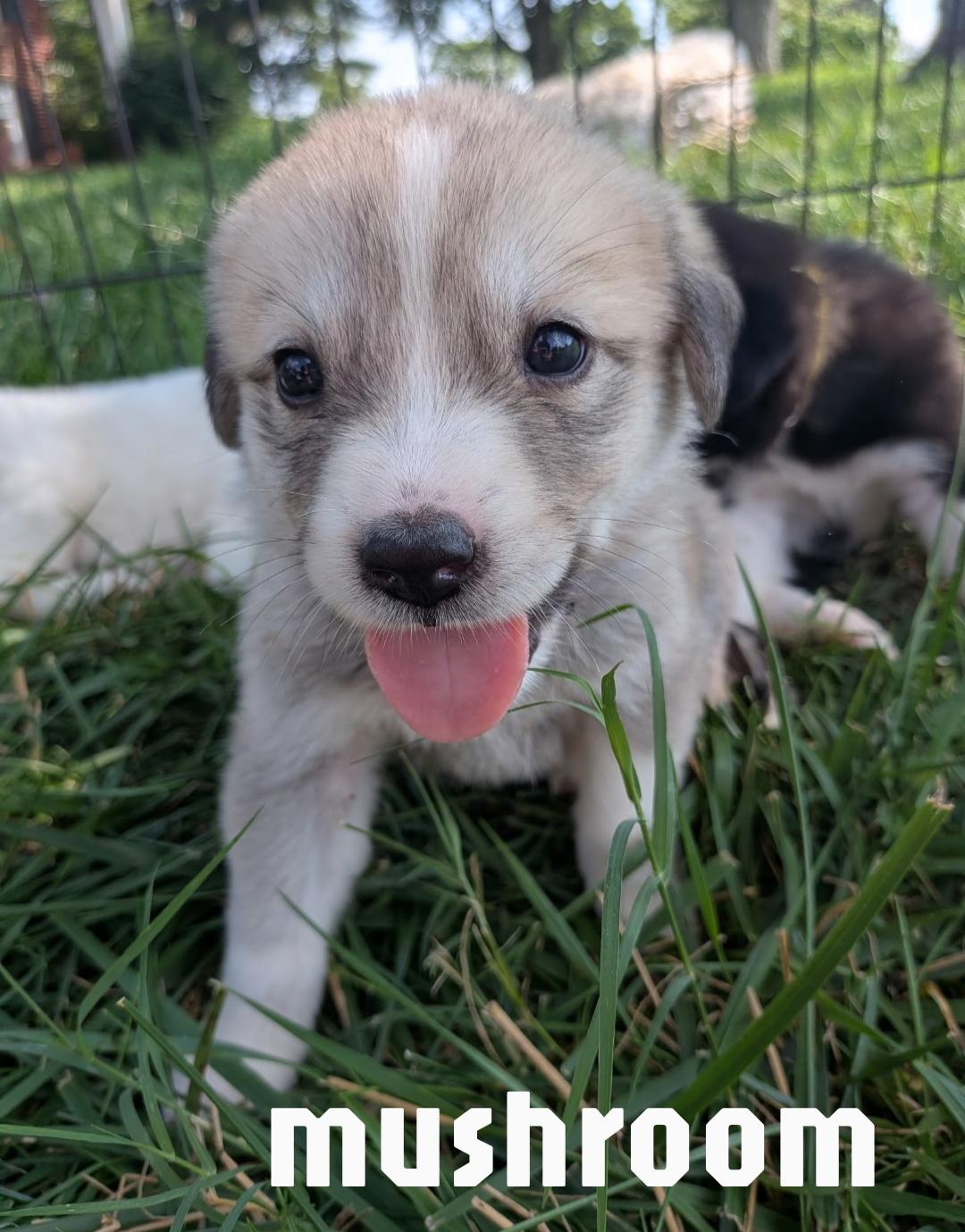 Mushroom, an adopted mixed breed in Spring hill, TN image 2/5