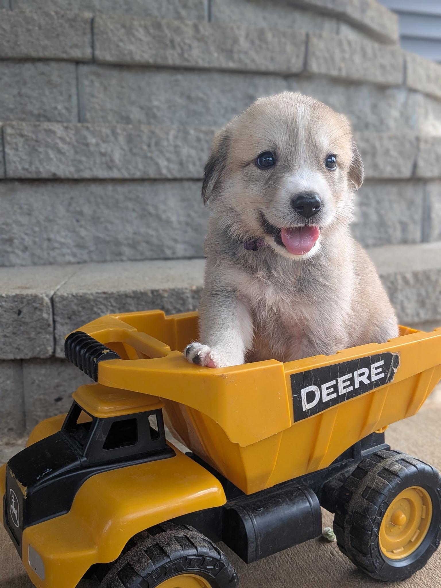 Mushroom, an adopted mixed breed in Spring hill, TN image 1/5