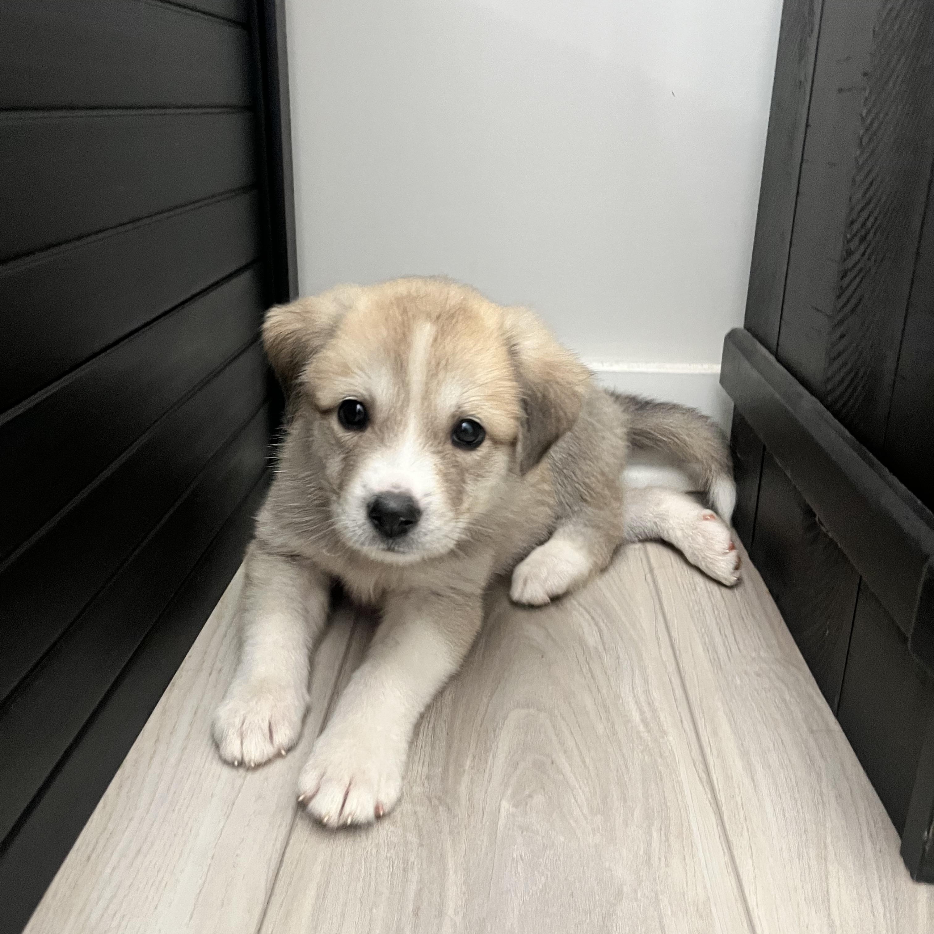 Mushroom, an adopted mixed breed in Spring hill, TN image 4/5