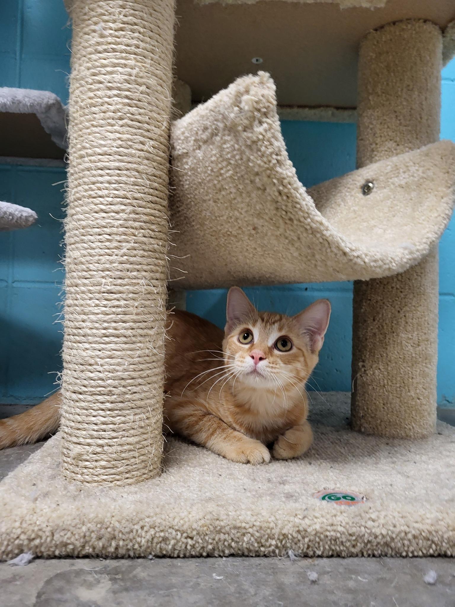 Enlarge Jasper, a Adoptable Domestic Short Hair in Chilton, WI image 2/4